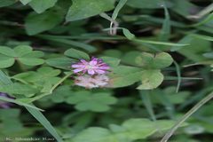 Trifolium tomentosum